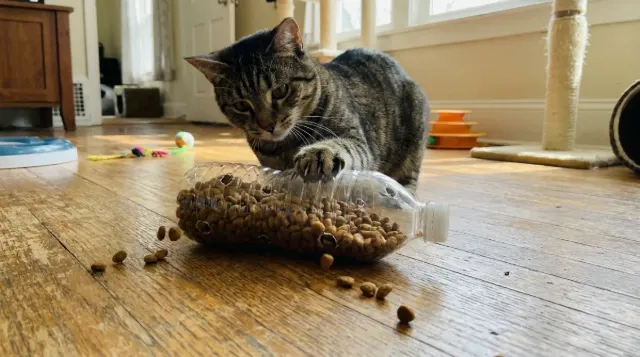 Gato brincando com uma garrafa de ração