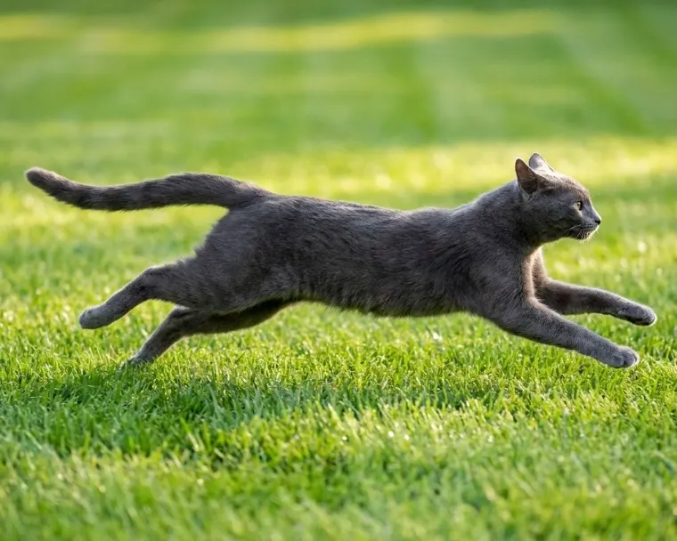 Gato cinza correndo na grama