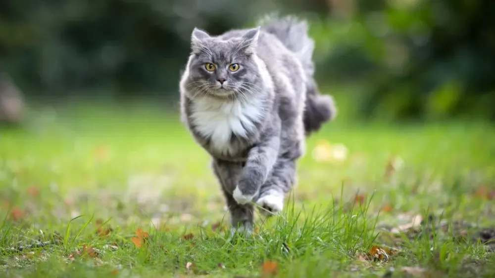 Gato cinza de pelo longo correndo no gramado